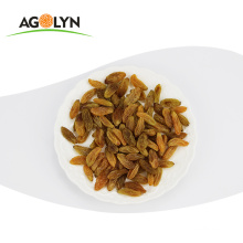 AGOLYN best selling delicious dried fruit xinjiang raisin